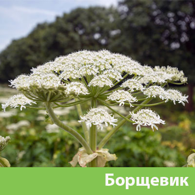 Борщевик в Ставрополе