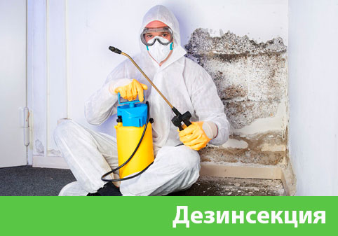 Дезинсекция в городе Ставрополь