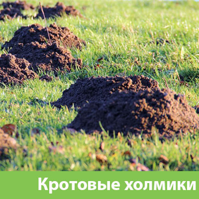 Кроты на участке в Ставрополе