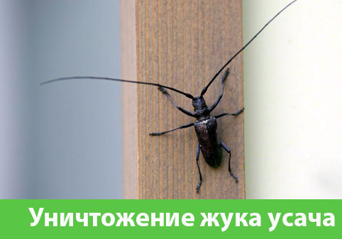Обработка от жука усача в городе Ставрополь