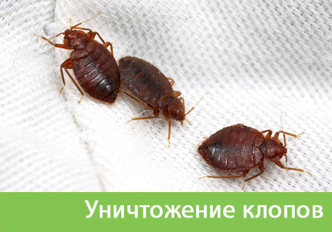 Уничтожение клопов в городе Ставрополь