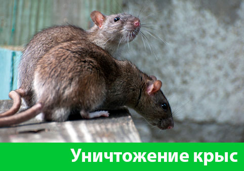 Уничтожение крыс в городе Ставрополь