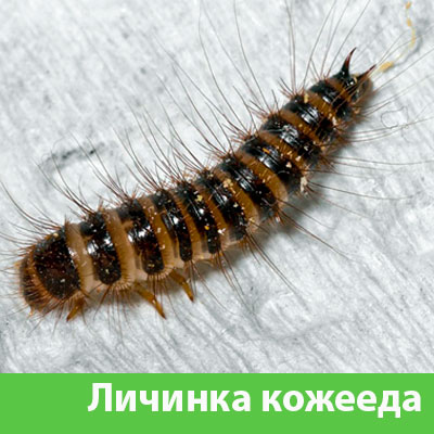 Личинка Кожееда в Ставрополе