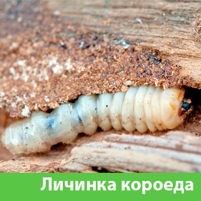Уничтожение личинок короеда в Ставрополе
