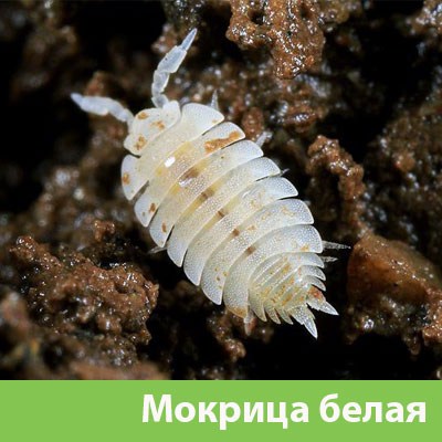 Мокрица в Ставрополе фото