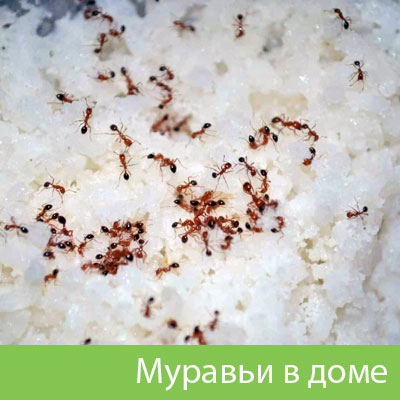 Муравьи в доме в Ставрополе