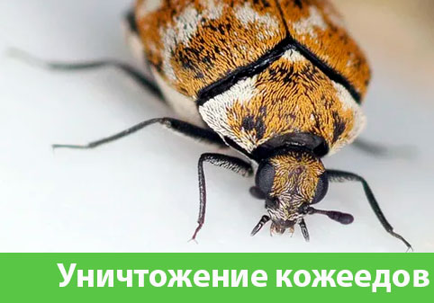 Обработка от кожееда в городе Ставрополь 