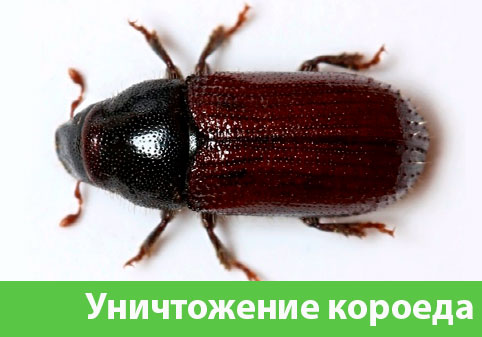 Обработка от древоточца в городе Ставрополь