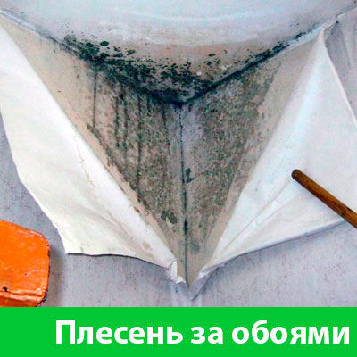 Удаление плесени в Ставрополе