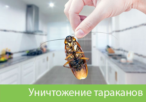 Уничтожение тараканов в городе Ставрополь