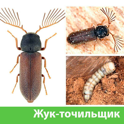 Уничтожение точильщика и личинок в Ставрополе