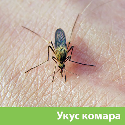 Укусы комаров в Ставрополе