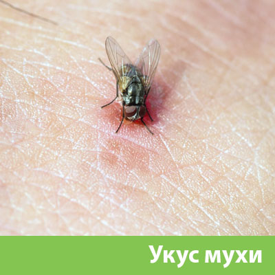 Уничтожение мух в Ставрополе