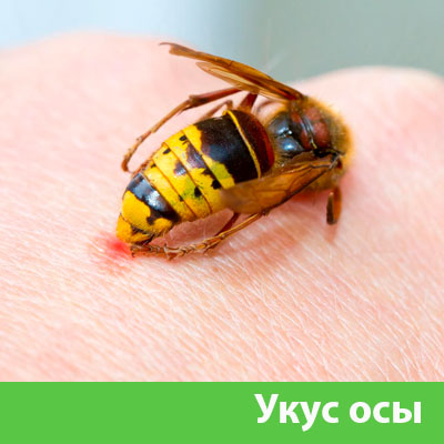Профессиональное уничтожение ос и шершней в Ставрополе