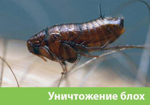 Уничтожение блох в городе Ставрополь