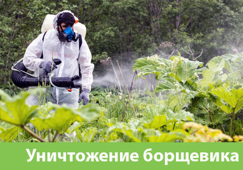 Уничтожение Борщевика в городе Ставрополь