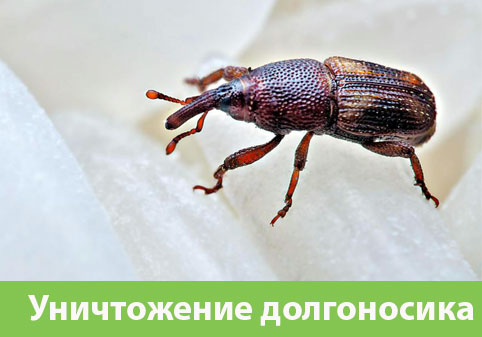 Уничтожение долгоносиков в городе Ставрополь