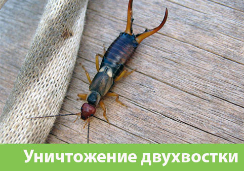 Уничтожение двухвостки в городе Ставрополь