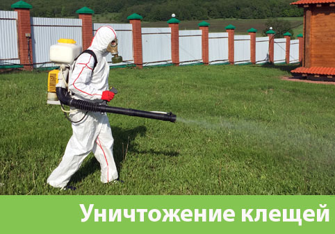 Уничтожение клещей в городе Ставрополь