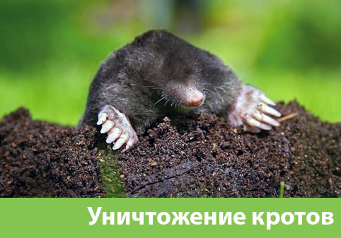 Уничтожение кротов в городе Ставрополь
