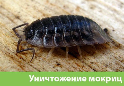 Мокрицы в квартире в городе Ставрополь