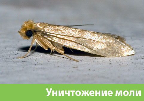 Уничтожение моли в городе Ставрополь 