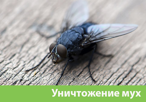 Уничтожение мух в городе Ставрополь