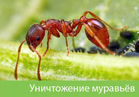 Уничтожение муравьёв в городе Ставрополь
