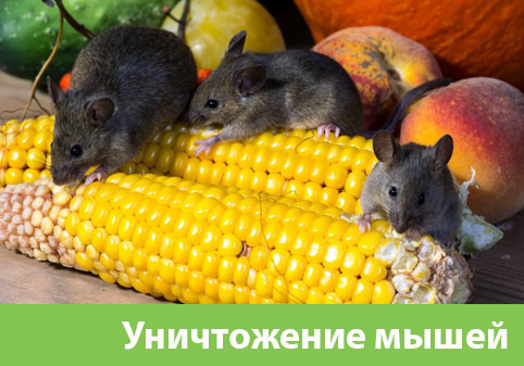Уничтожение мышей в Ставрополе