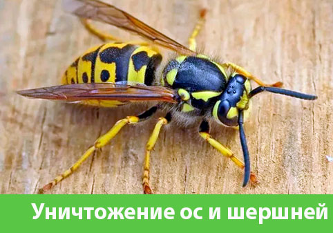 Уничтожение ос и шершней в городе Ставрополь